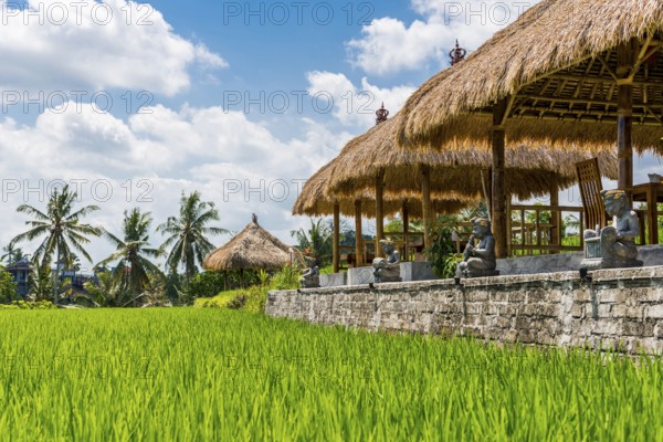 Resort in the rice paddies of Ubud in Bali, Indonesia, Asia
