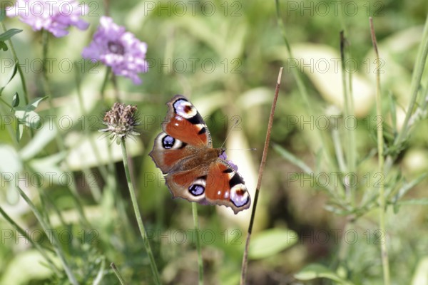 European peacock (Aglais io), butterfly, macro, flower, coloured, The peacock butterfly sucks nectar from the flower of a scabiosa
