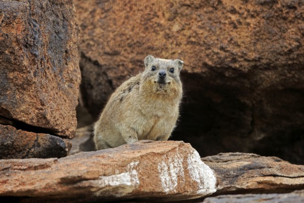Rock hyrax (Procavia capensis), adult, alert, on rocks, Mountain Zebra National Park, South Africa, Africa