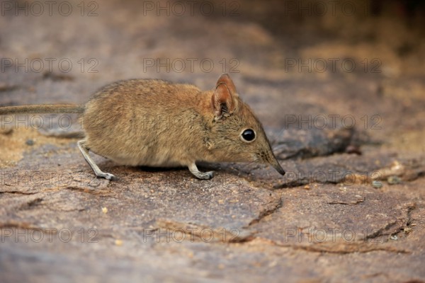 Short-eared elephant shrew, (Macroscelides probosideus), adult, foraging, Mountain Zebra National Park, Eastern Cape, South Africa, Africa