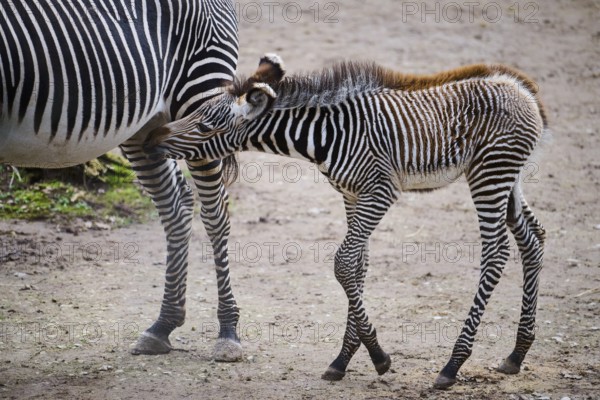 Grévy's zebra (Equus grevyi), youngster, Germany, Europe