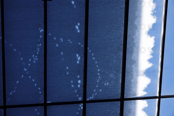 Traces of animals in the snow on a glass roof, winter, Germany, Europe