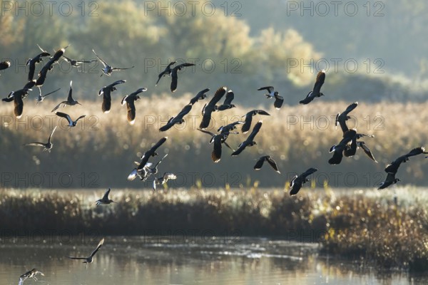 Northern Lapwing, Vanellus vanellus and Black-tailed Godwit, Limosa limosa, birds in flight over winter marshes