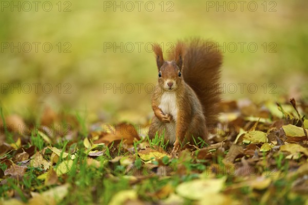 Eurasian squirrel (Sciurus vulgaris), standing in a meadow full of autumn leaves with colourful foliage, Baden-Württemberg, Germany, Europe