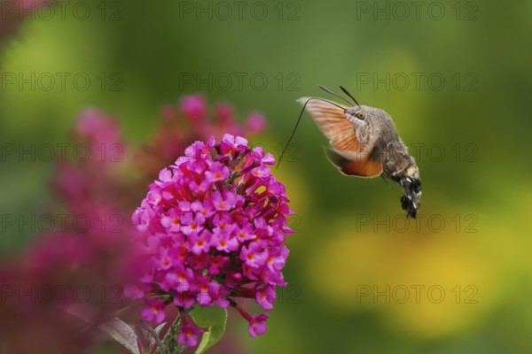 Dove tail (Macroglossum stellatarum) hovering next to a pink flower, summer lilac (Buddleja davidii), in flight, Hesse, Germany, Europe