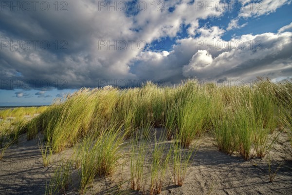 European Marram Grass (Ammophila arenaria) on the Baltic Sea beach, cloudy mood, Ahrenshoop, Fischland-Darß-Zingst peninsula, Baltic Sea, Mecklenburg-Western Pomerania, Germany, Europe