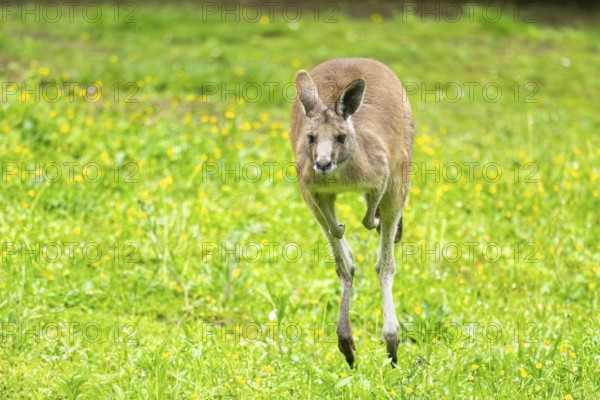 Eastern grey kangaroo (Macropus giganteus) on a meadow, Bavaria, Germany, Europe