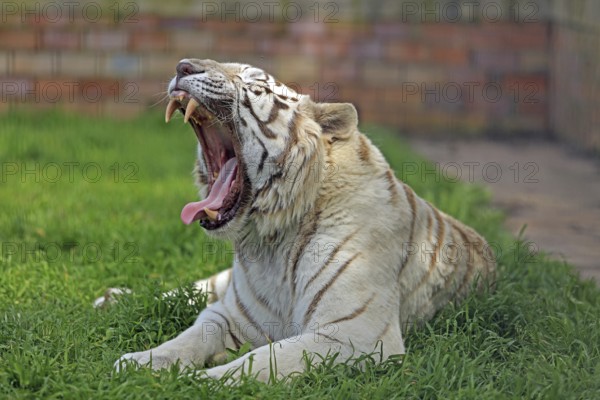White tiger, captive
