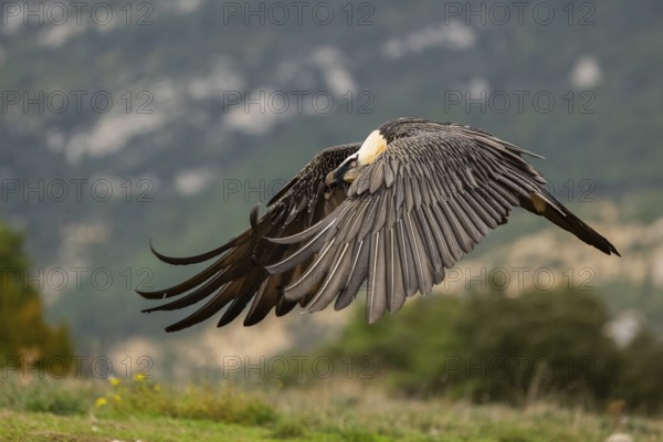 Bearded Vulture (Gypaetus barbatus) adult bird in flight with mountains in the backround, Pyrenees, Lleida, Spain, Europe
