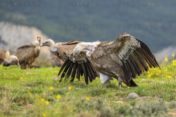 Griffon Vultures (Gyps fulvus) fighting on a flowering meadow in autumn, Pyrenees, Catalonia, Spain, Europe