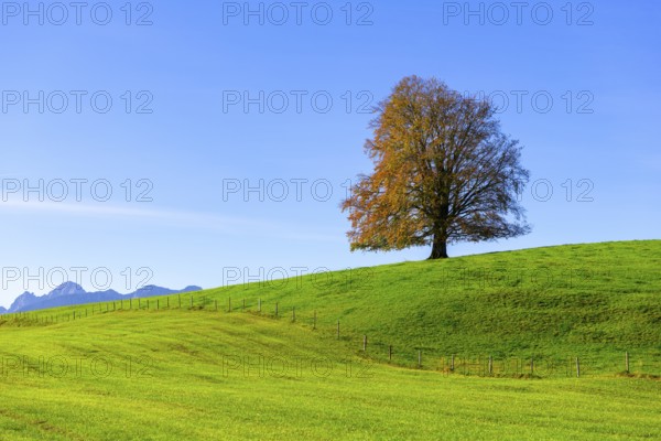 Single tree on a hill with green meadow and blue sky, the scene appears calm and peaceful, copper beech (Fagus sylvatica) in autumn, Rieden am Forggensee, Ostallgäu, Allgäu, Swabia, Bavaria, Germany, Europe