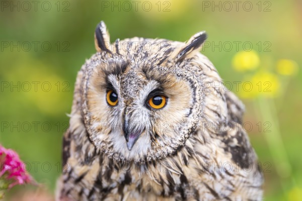 Long-eared owl (Asio otus), or lesser horned owl, sitting in middle of blossoming flowers, captive, Pyrenees, Catalonia, Spain, Europe