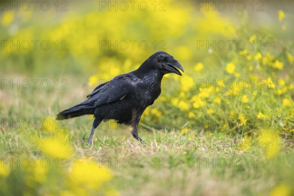 Common raven (Corvus corax) on a flowering meadow in autumn, Pyrenees, Catalonia, Spain, Europe