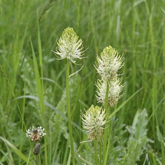 Spiked rampion (Phyteuma spicatum), greenish-white flowers in a forest clearing, Wilnsdorf, North Rhine-Westphalia, Germany, Europe