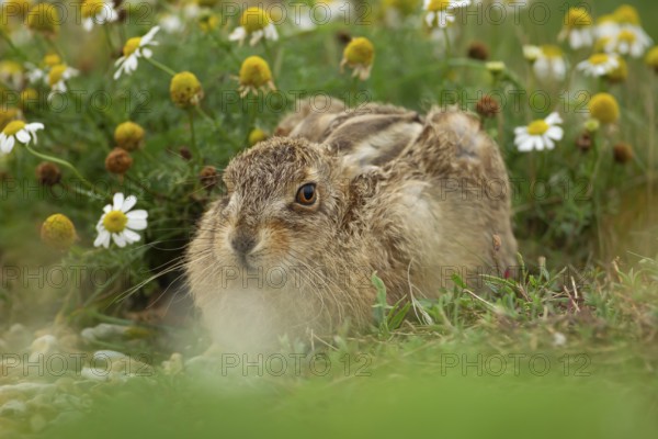 European brown hare (Lepus europaeus) juvenile leveret animal resting in grassland amongst wildflowers in summer, England, United Kingdom, Europe