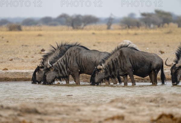 Blue wildebeest (Connochaetes taurinus), four wildebeest drinking at a waterhole, Nxai Pan National Park, Botswana, Africa
