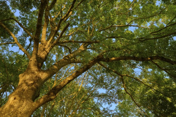 View into the crown of an ash tree with a dense canopy of leaves and sunlight shining through the branches, autumn, Großheubach, Miltenberg, Main, Spessart, Bavaria, Germany, Europe