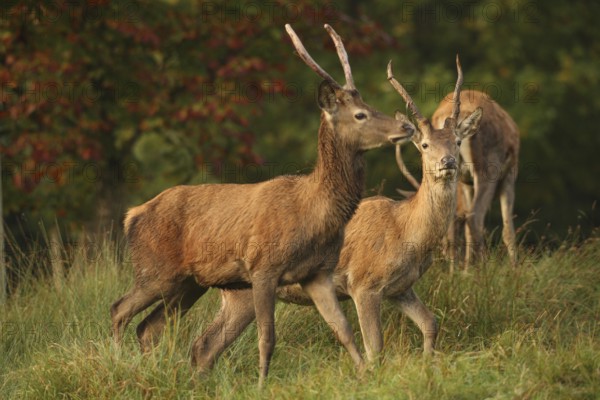 Red deer (Cervus elaphus) spit during the rut, Allgäu, Bavaria, Germany, Allgäu, Bavaria, Germany, Europe