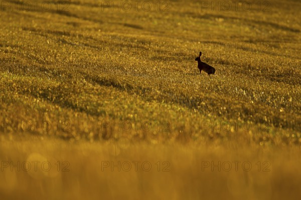 European brown hare (Lepus europaeus) adult animal in a farmland stubble field at sunset, England, United Kingdom, Europe