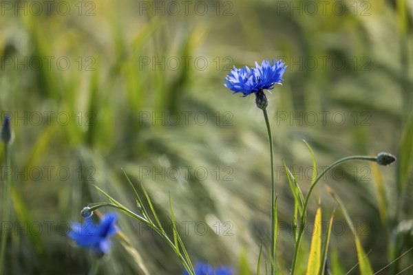 Cornflower (Cyanus segetum), Münsterland, North Rhine-Westphalia, Germany, Europe