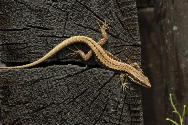 Common wall lizard (Podarcis muralis), wood, Carinthia
