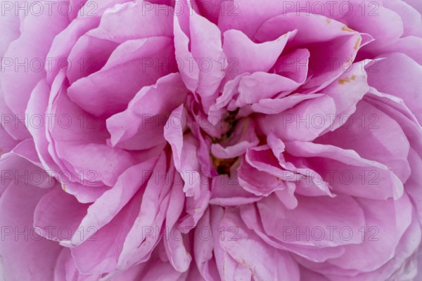 Close-up of a pink rose with detailed petals, Royal Botanic Gardens (Kew Gardens), UNESCO World Heritage Site, Kew, Greater London, England, United Kingdom, Europe