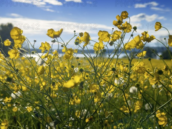 Flower meadow, buttercup, buttercup (Ranunculus acris), behind Lake Starnberg, Bavaria, Germany, Europe