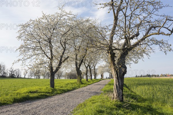 Old cherry tree avenue (Prunus) in bloom, Klipphausen, Saxony, Germany, Europe