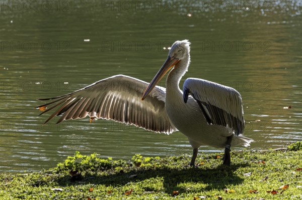 Pelican (Pelecanidae, Pelecanus), spreading one wing, in a meadow, captive, Germany, Europe