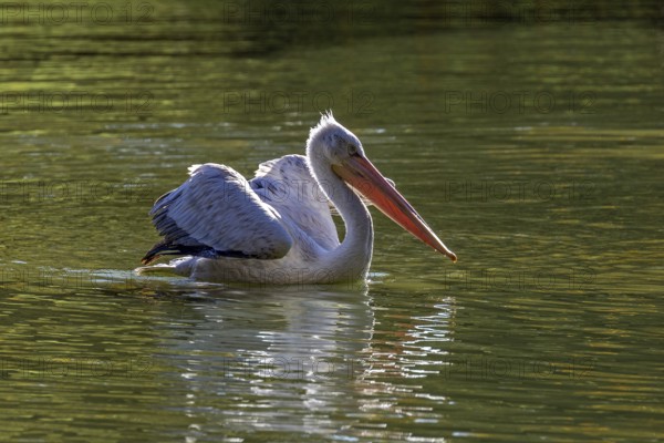 Pelican (Pelecanidae, Pelecanus), swims in water, captive, Germany, Europe