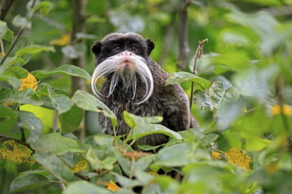 Emperor bearded tamarin (Saguinus imperator subgrisescens), adult, on tree, portrait, alert, South America