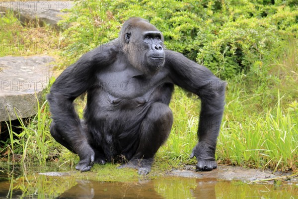 Western gorilla (Gorilla gorilla), adult, female, at water, sitting, on ground