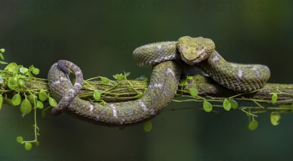 Griffin-tailed lance adder (Bothriechis schlegelii), green variety, sitting on a branch, Heredia province, Costa Rica, Central America