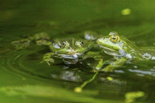 Edible frog (Pelophylax esculentus) in a little lake in the water, Bavaria, Germany, Europe