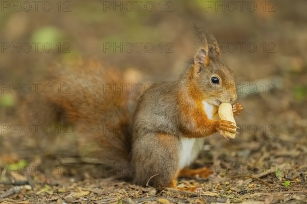 Red squirrel (Sciurus vulgaris) in a forest, Bavaria, Gernany