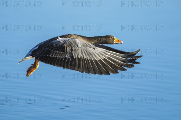 Greylag Goose, Anser anser, bird in flight over winter marshes