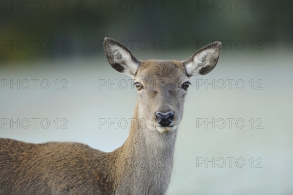 Close-up of a single roe deer with blurred background, red deer (Cervus elaphus), Bavaria