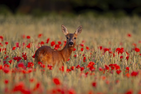 Roe deer (Capreolus capreolus) adult female doe in a farmland cereal crop in the summer with red poppy flowers, England, United Kingdom, Europe