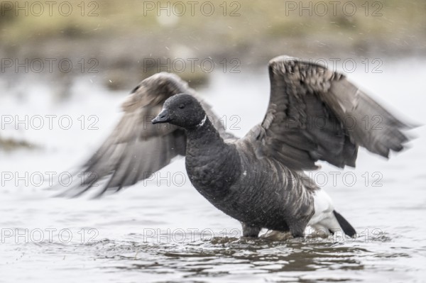 Brent goose (Branta bernicla), Amrum, Schleswig-Holstein, Germany, Europe