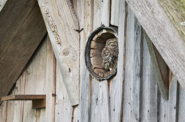 Little owl in breeding tube (Athene noctua) North Rhine-Westphalia, Germany, Europe