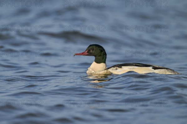 Goosander male (Mergus merganser) Lower Saxony, Germany, Europe