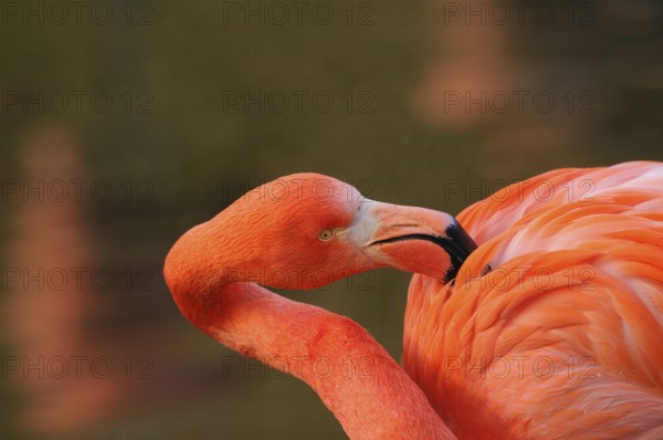 Flamingo with intense orange plumage in calm surroundings, Cuban flamingo (Phoenicopterus ruber), captive