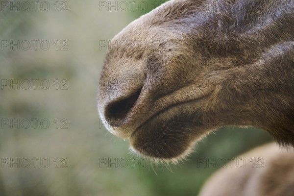 Elk (Alces alces) detail, nose, Bavaria, Germany, Europe
