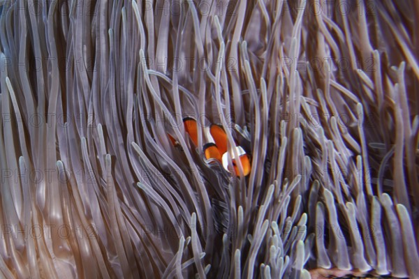 Ocellaris Clownfish (Amphiprion ocellaris), Nemo, hidden in the tentacles of a giant anemone (Stichodactyla gigantea) in an underwater world, dive site Toyapakeh, Nusa Ceningan, Nusa Penida, Bali, Indonesia, Asia