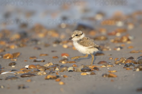 Ringed plover (Charadrius hiaticula) juvenile baby chick wading bird walking on a beach in summer, England, United Kingdom, Europe