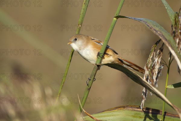 Bearded tit or reedling (Panurus biarmicus) adult female bird on a reed stem in a reedbed, England, United Kingdom, Europe