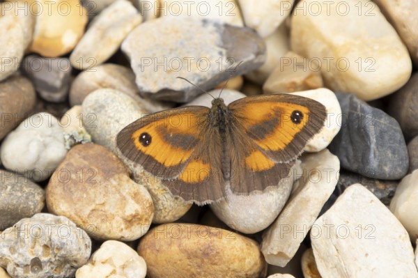 Gatekeeper butterfly (Pyronia tithonus) adult insect resting on a shingle garden path in summer, England, United Kingdom, Europe