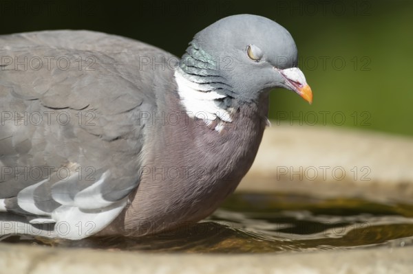 Wood pigeon (Columba palumbus) adult bird in a garden water bird bath, England, United Kingdom, Europe