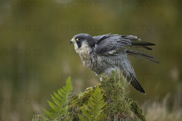 Peregrine falcon (Falco peregrinus) adult bird of prey on a tree stump, Scotland, United Kingdom, Europe