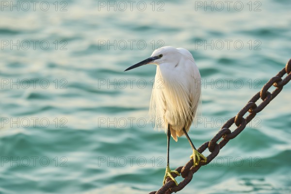 Great egret (Ardea alba) sitting on a chain in Venice on a foggy morning in winter, Italy, Europe
